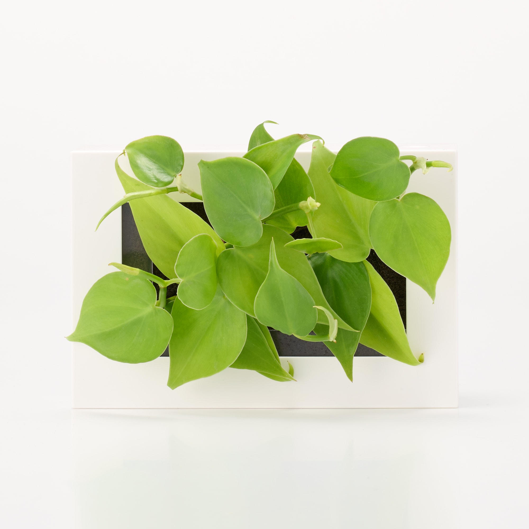 壁にかけられる観葉植物　白　２苗　Ａ（２５）