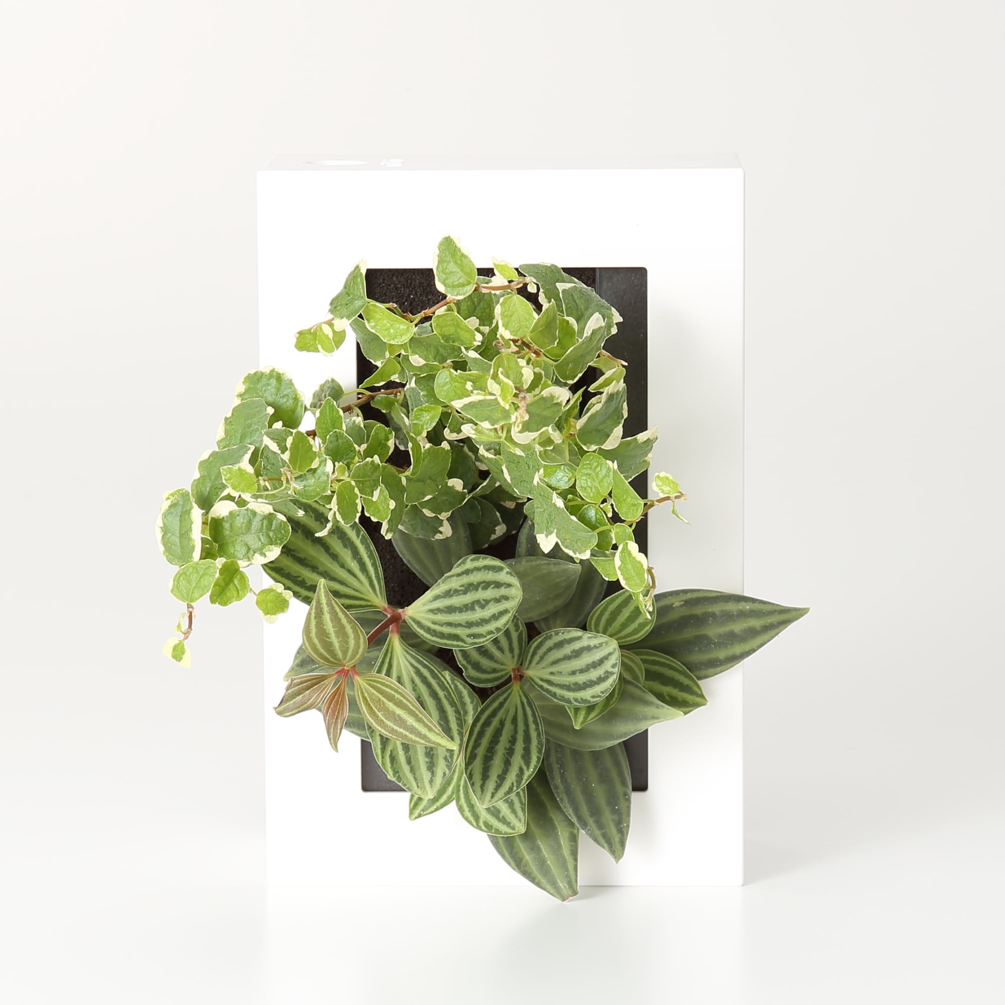 壁にかけられる観葉植物　白　２苗　Ｂ（２５）