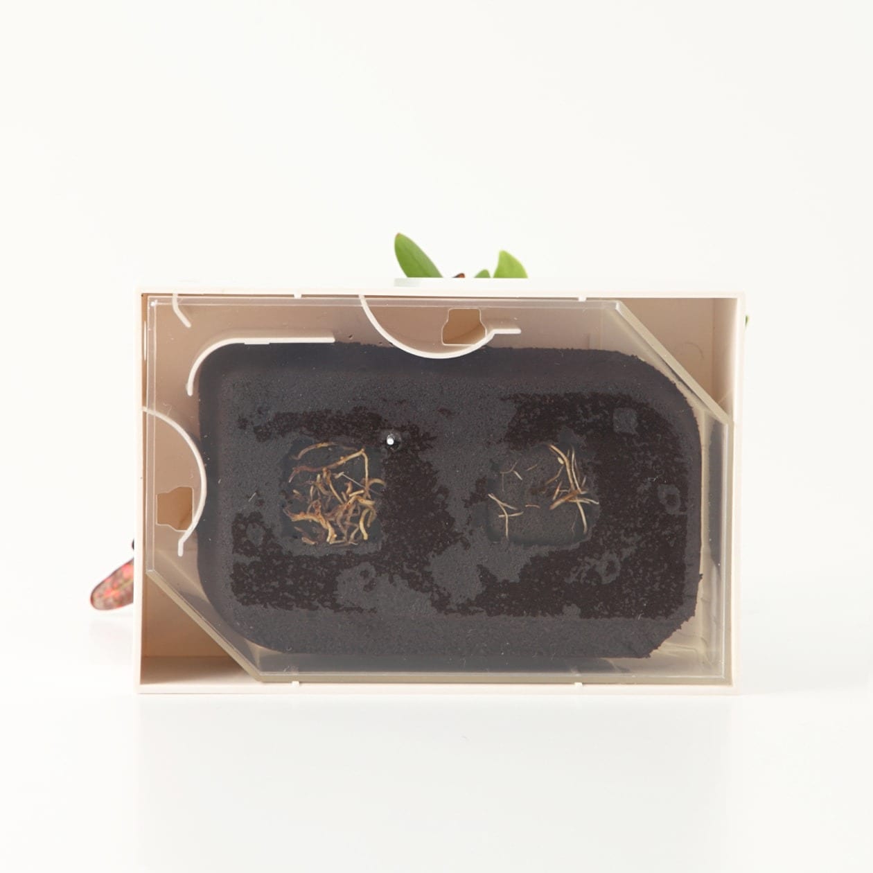 壁にかけられる観葉植物　白　２苗　Ｂ（２５）