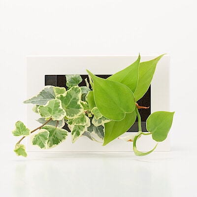 壁にかけられる観葉植物　白　２苗　Ｂ（２５）