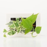 壁にかけられる観葉植物　白　２苗　Ｂ（２５）