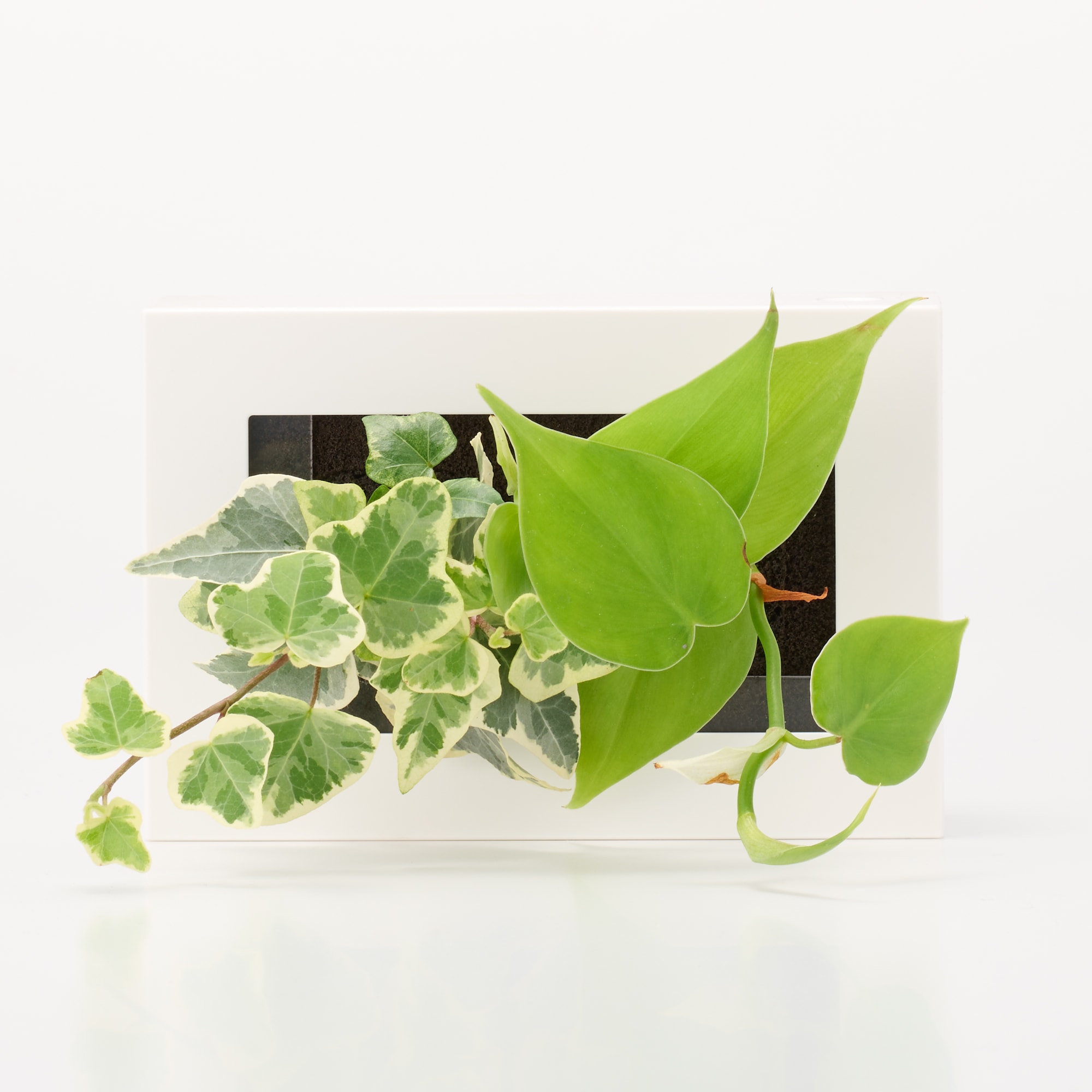 壁にかけられる観葉植物　白　２苗　Ｂ（２５）