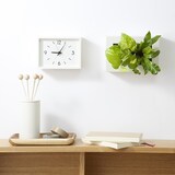 壁にかけられる観葉植物　白　２苗　Ｃ（２５）