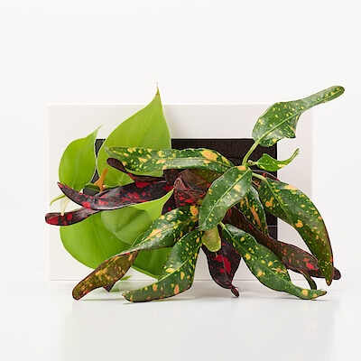 壁にかけられる観葉植物　白　２苗　Ｃ（２５）