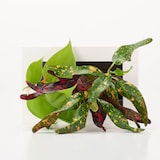 壁にかけられる観葉植物　白　２苗　Ｃ（２５）