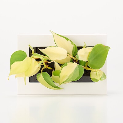 壁にかけられる観葉植物　白　２苗　Ｄ（２５）