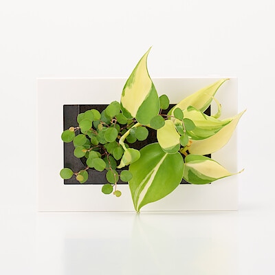 壁にかけられる観葉植物　白　２苗　Ｅ（２５）