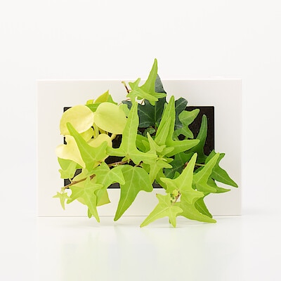 壁にかけられる観葉植物　白　２苗　Ｆ（２５）