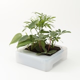 壁にかけられる観葉植物　透明　４苗　Ａ（２５）