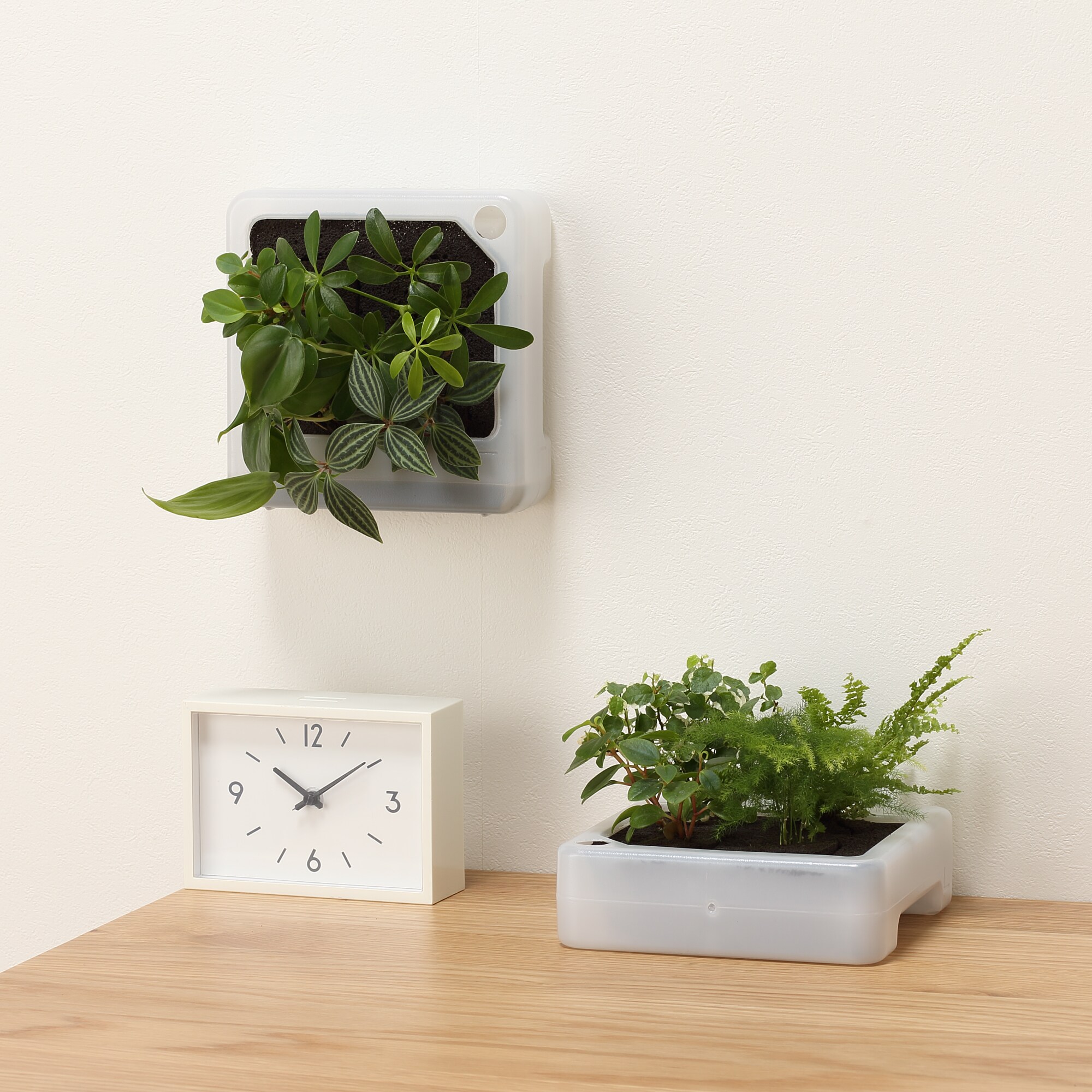 壁にかけられる観葉植物　透明　４苗　Ａ（２５）