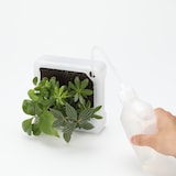 壁にかけられる観葉植物　透明　４苗　Ａ（２５）