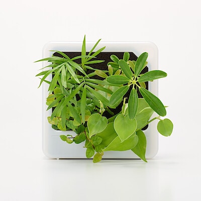 壁にかけられる観葉植物　透明　４苗　Ａ（２５）