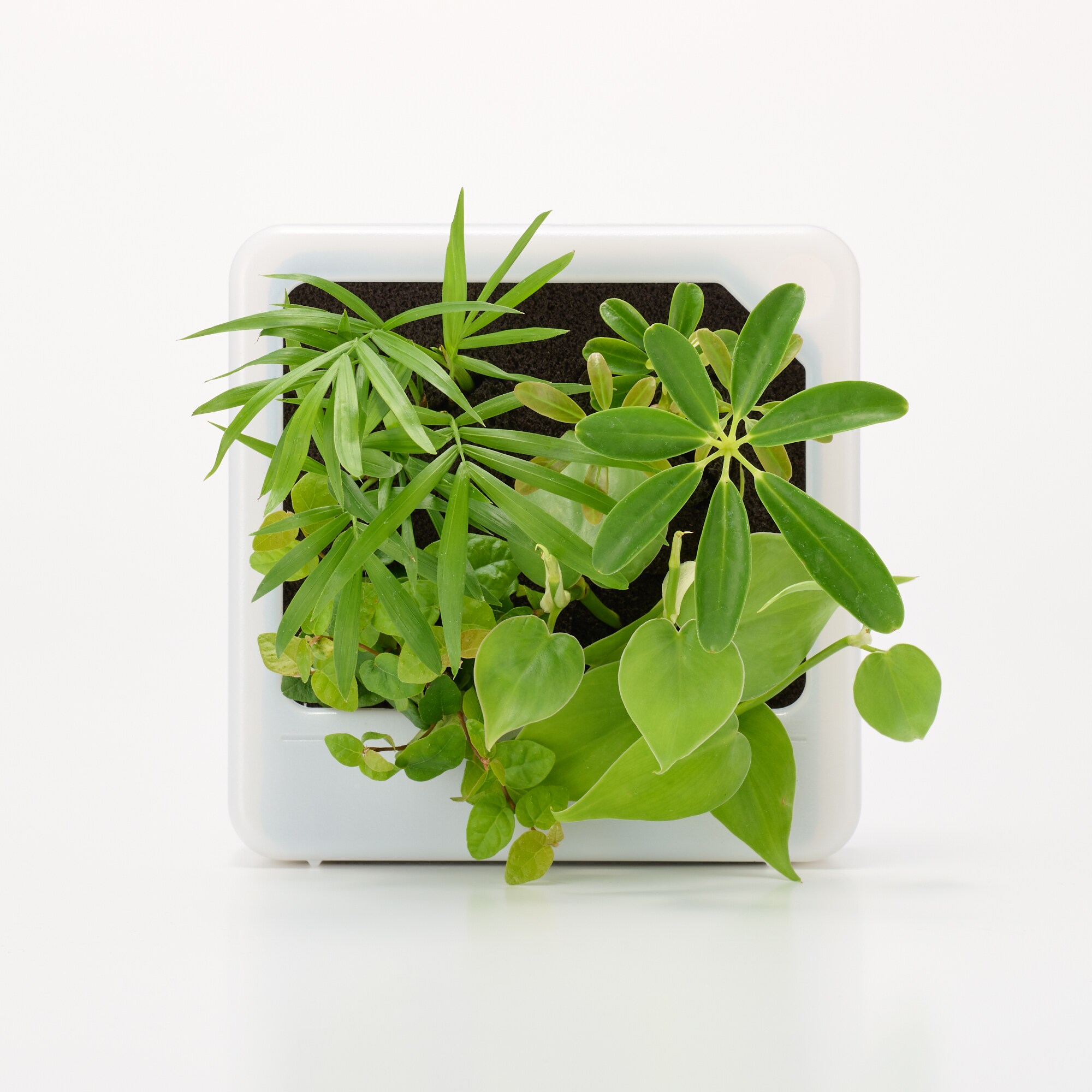 壁にかけられる観葉植物　透明　４苗　Ａ（２５）