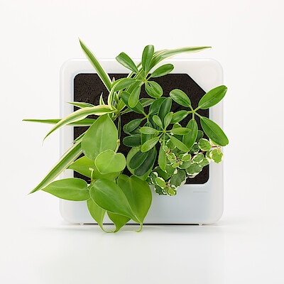 壁にかけられる観葉植物　透明　４苗　Ｂ（２５）