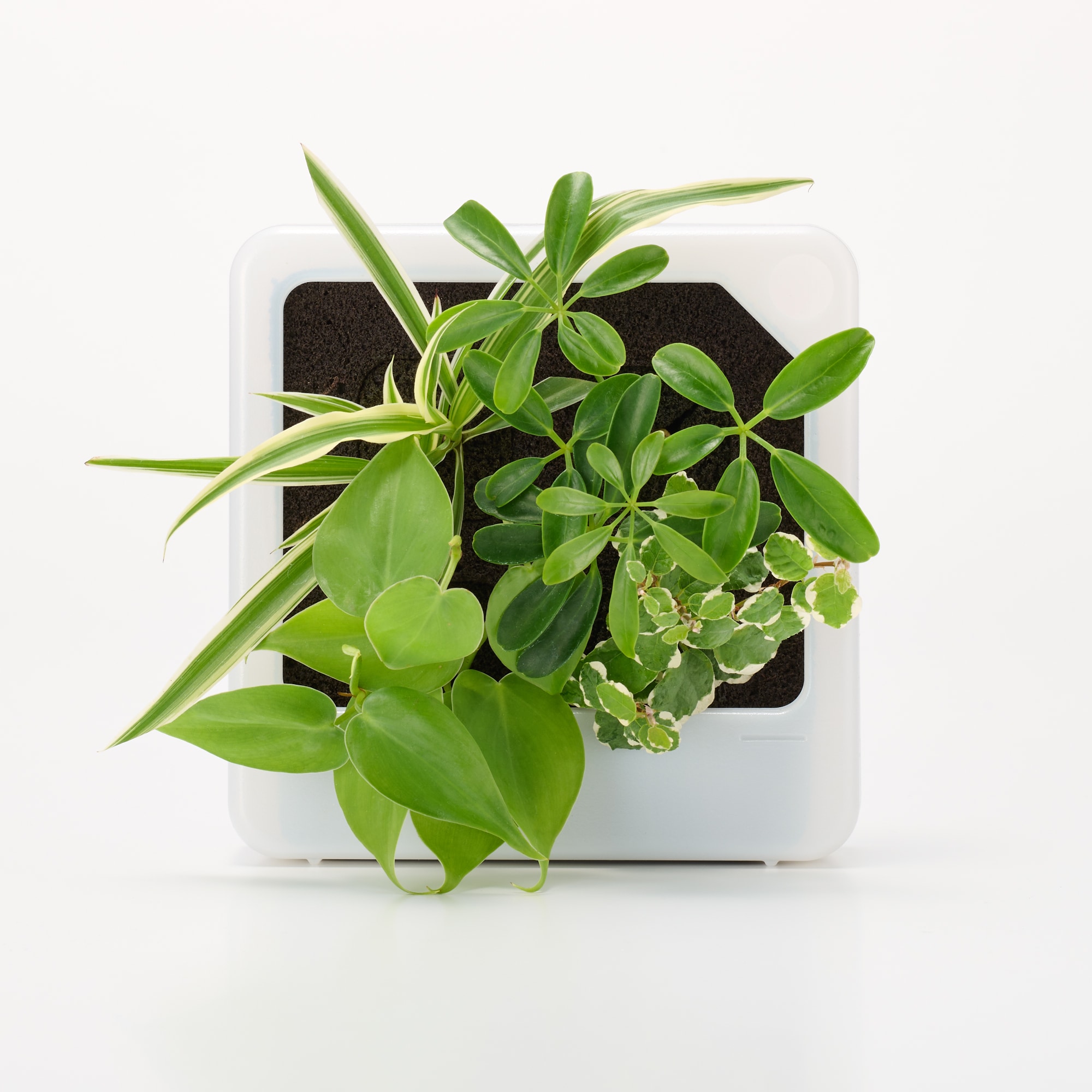 壁にかけられる観葉植物 透明 4苗 B（25） | 無印良品