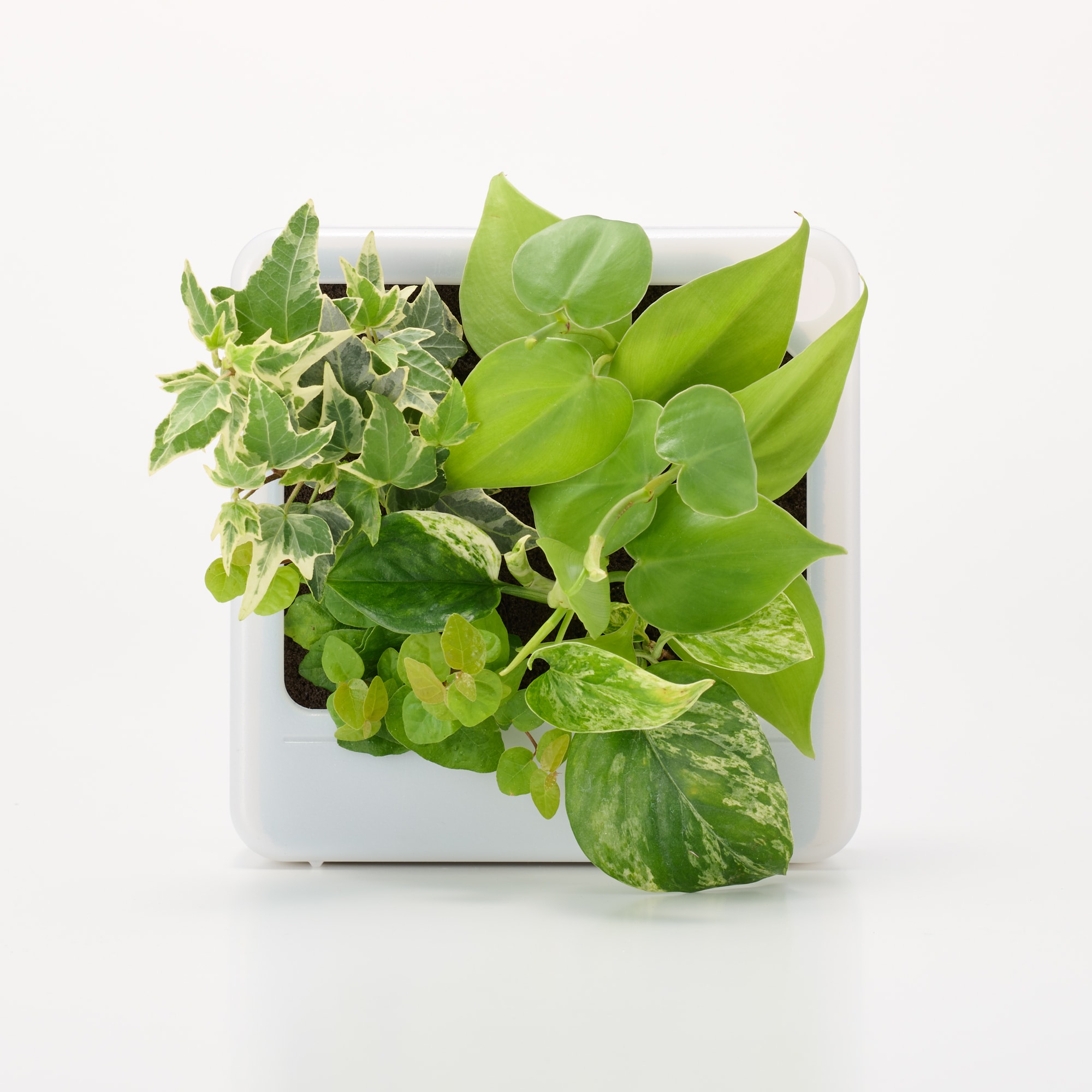 壁にかけられる観葉植物 透明 4苗 C（25） | 無印良品