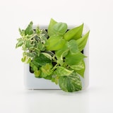 壁にかけられる観葉植物　透明　４苗　Ｃ（２５）