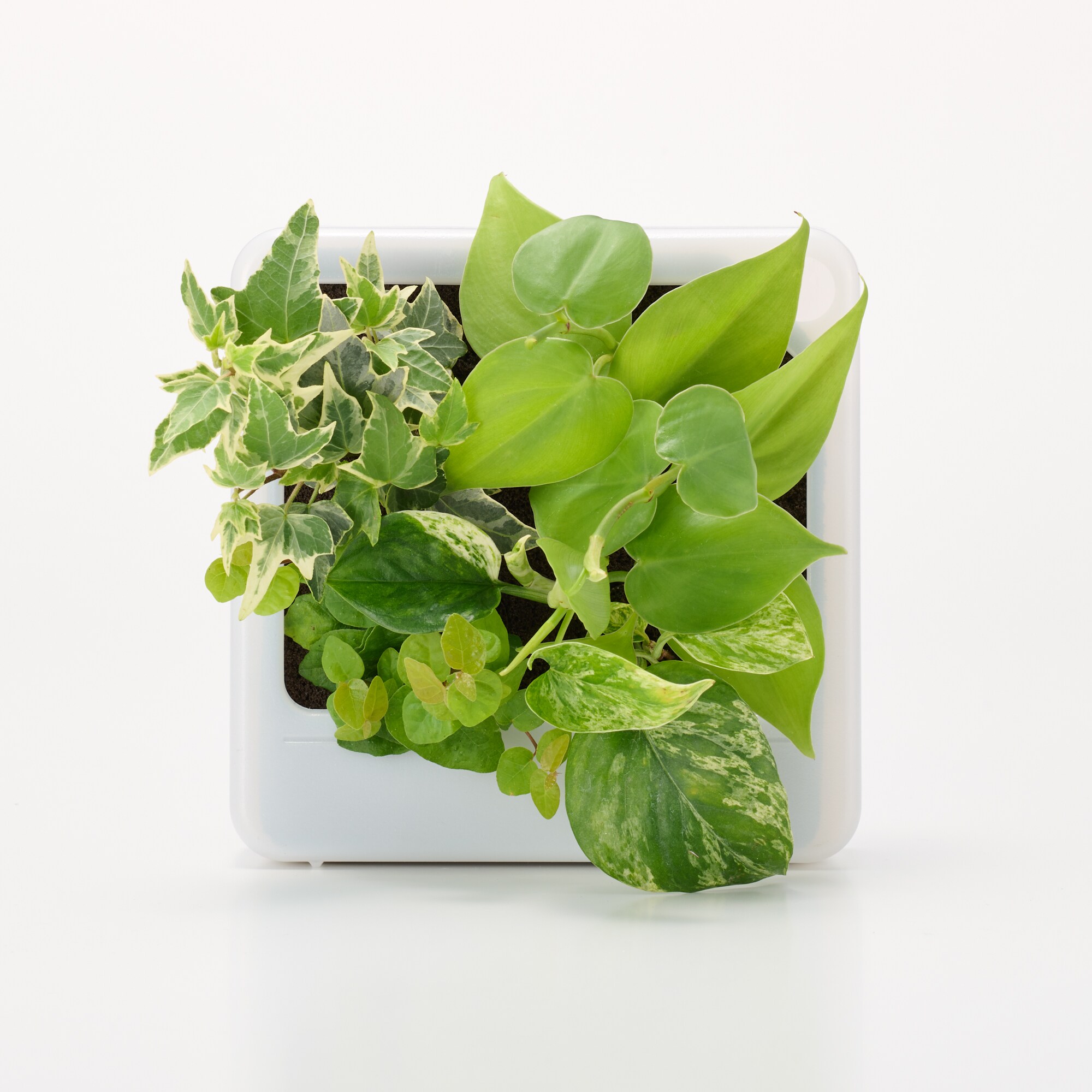 壁にかけられる観葉植物　透明　４苗　Ｃ（２５）