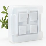 壁にかけられる観葉植物　透明　４苗　Ｄ（２５）