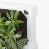 壁にかけられる観葉植物　透明　４苗　Ｄ（２５）