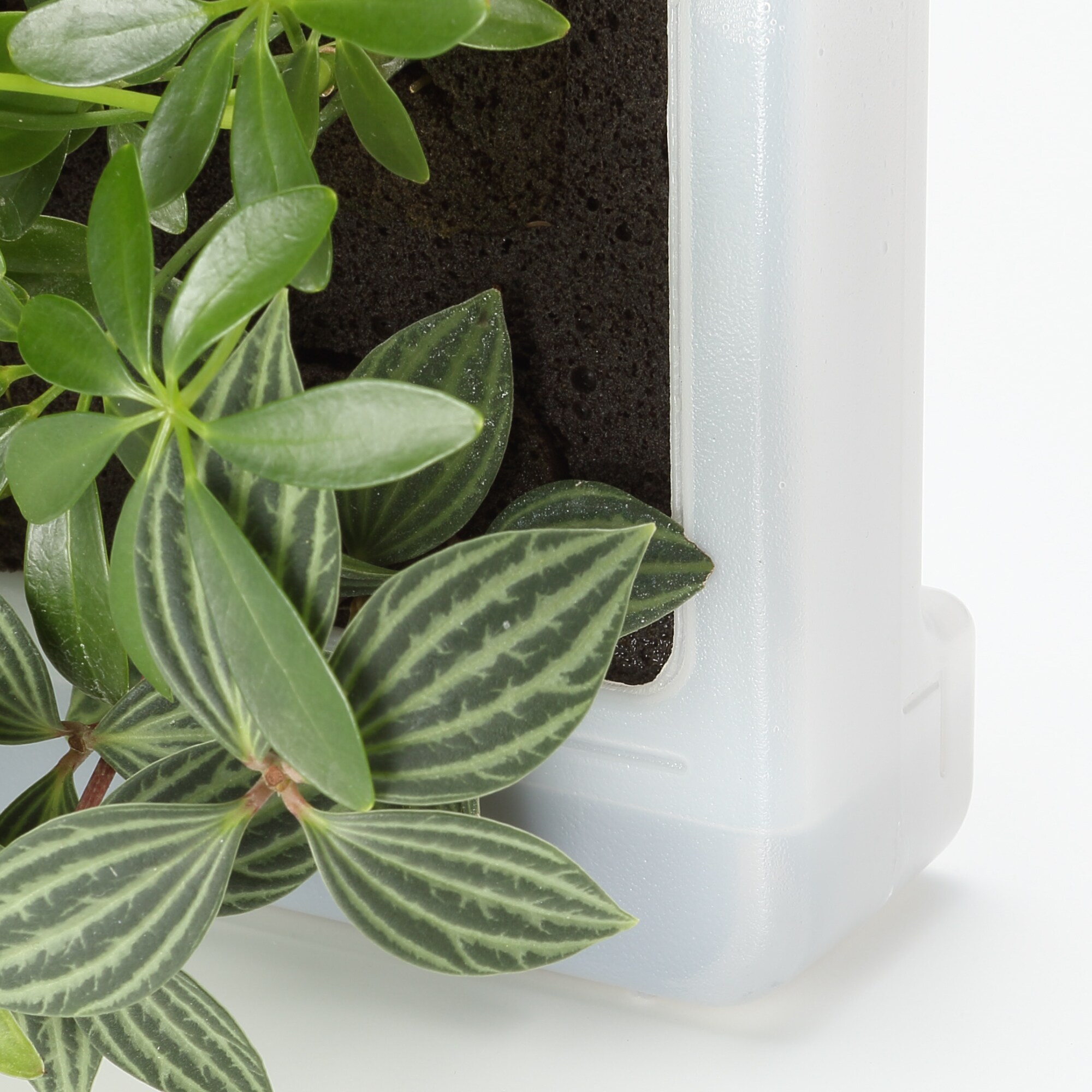 壁にかけられる観葉植物　透明　４苗　Ｄ（２５）