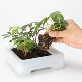 壁にかけられる観葉植物　透明　４苗　Ｄ（２５）