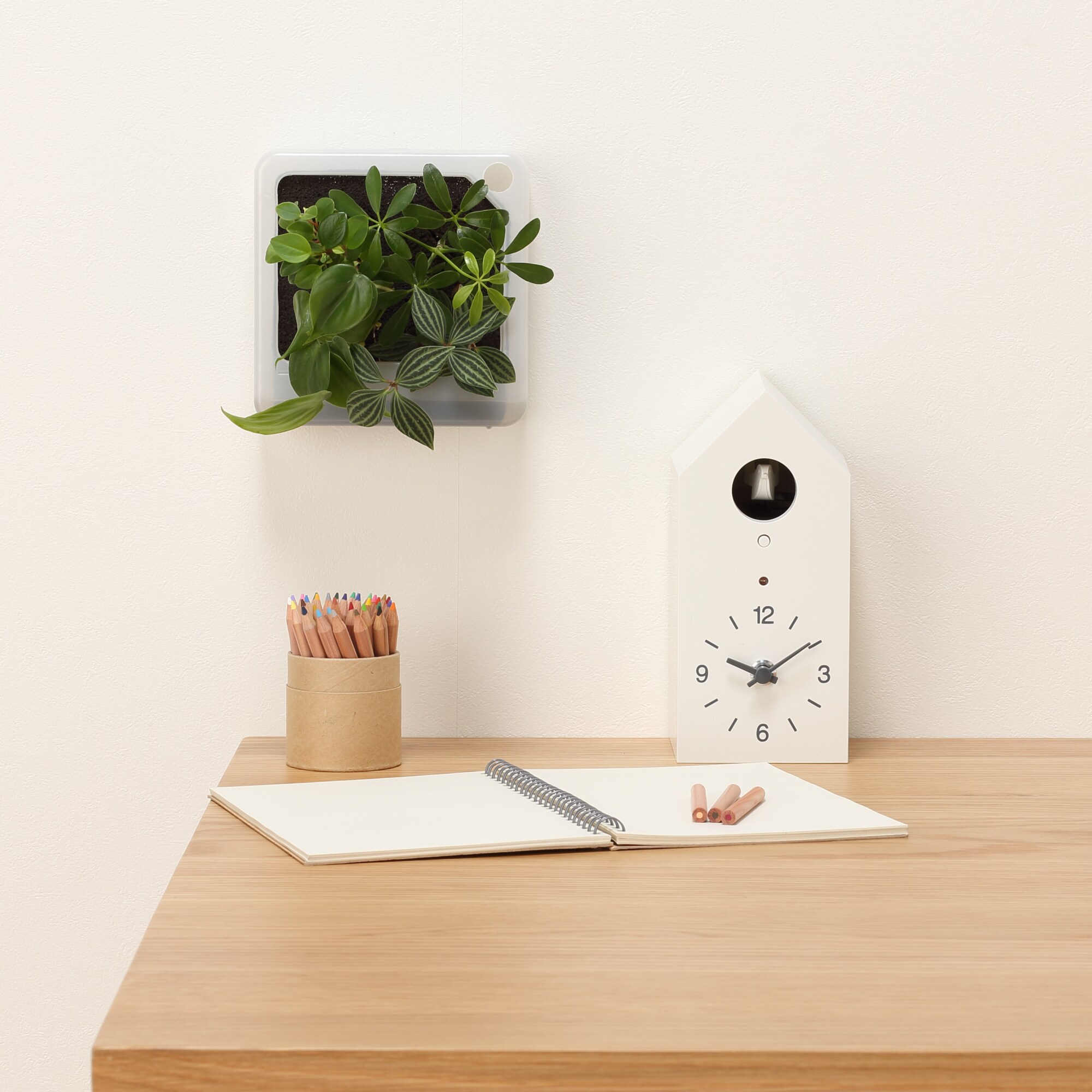 壁にかけられる観葉植物　透明　４苗　Ｄ（２５）