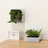 壁にかけられる観葉植物　透明　４苗　Ｄ（２５）