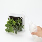 壁にかけられる観葉植物　透明　４苗　Ｄ（２５）