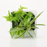 壁にかけられる観葉植物　透明　４苗　Ｄ（２５）