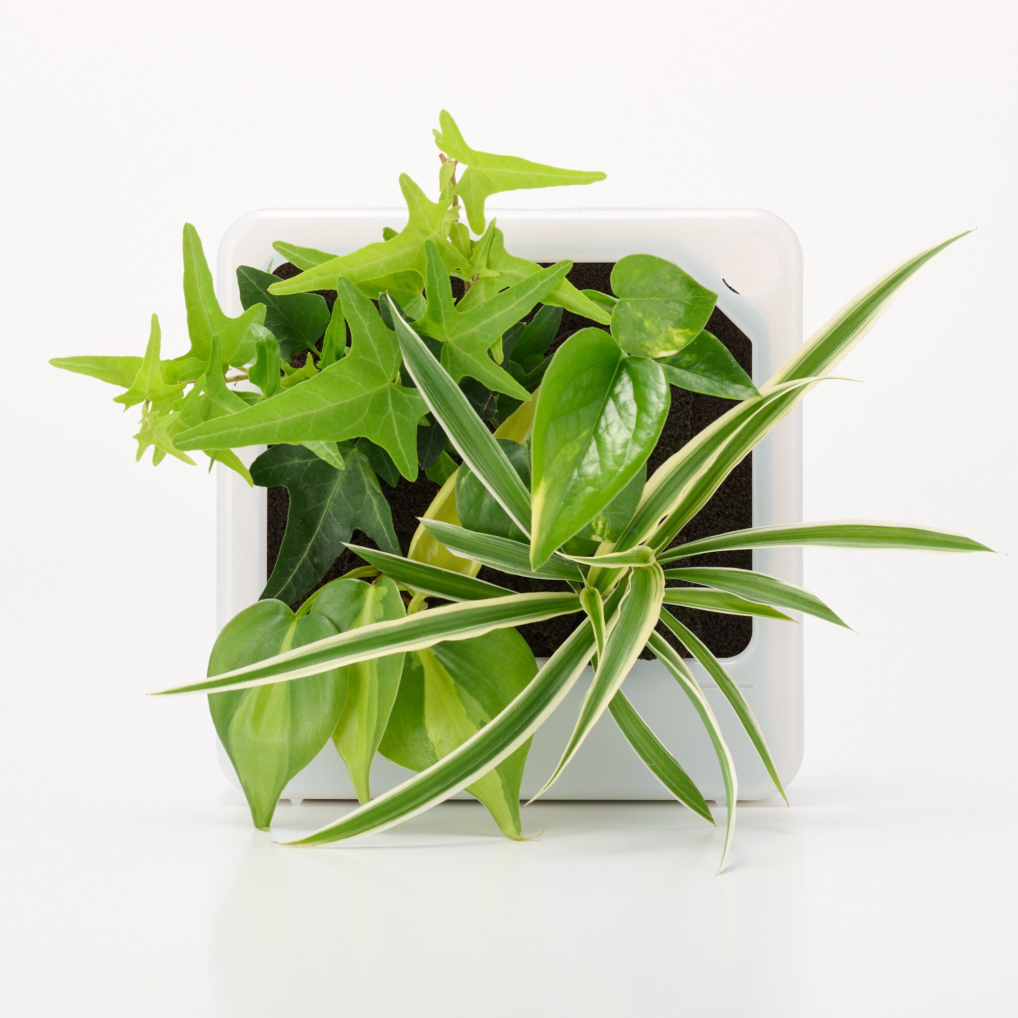 壁にかけられる観葉植物　透明　４苗　Ｄ（２５）