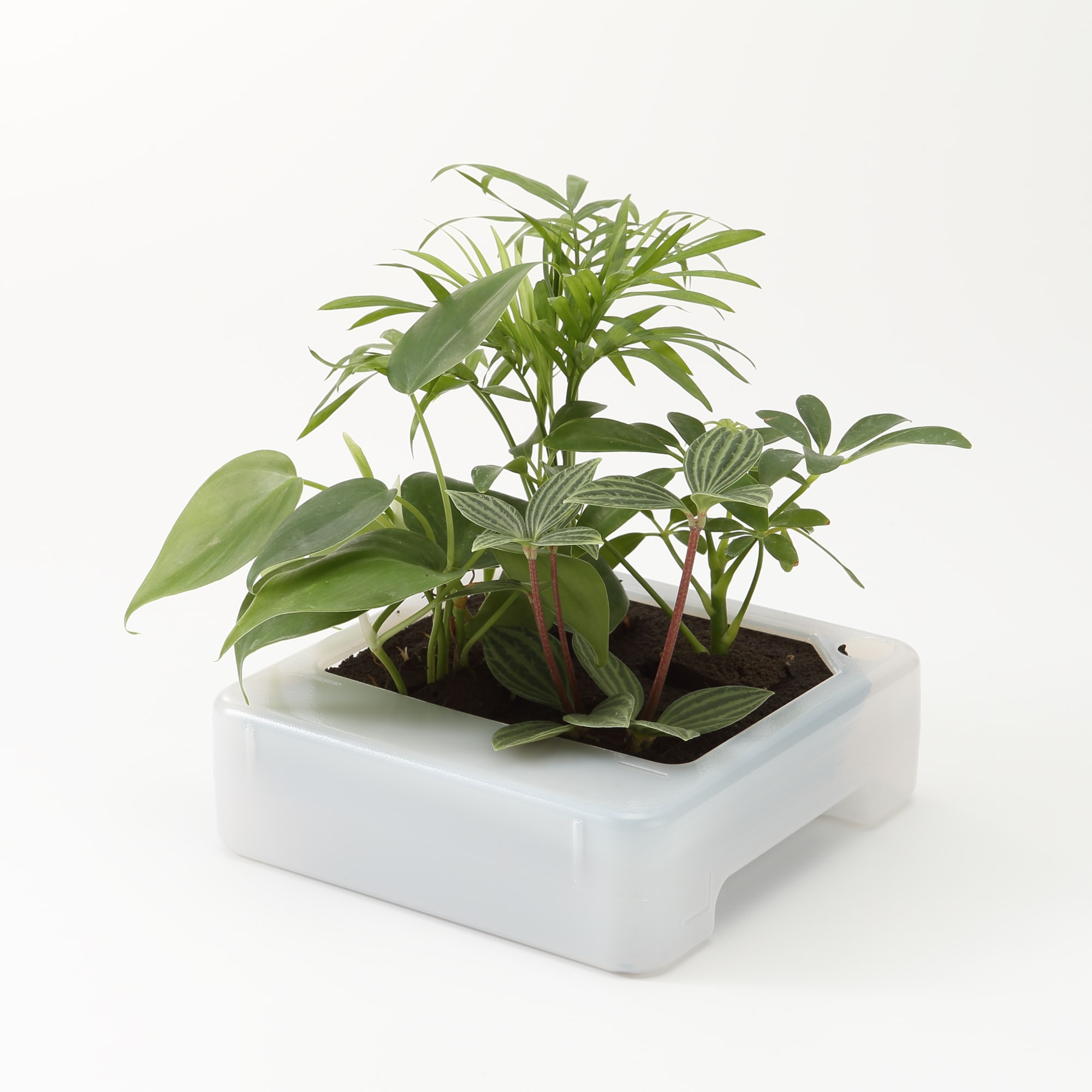 壁にかけられる観葉植物 透明 4苗 E（25） | 無印良品
