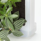 壁にかけられる観葉植物　透明　４苗　Ｅ（２５）