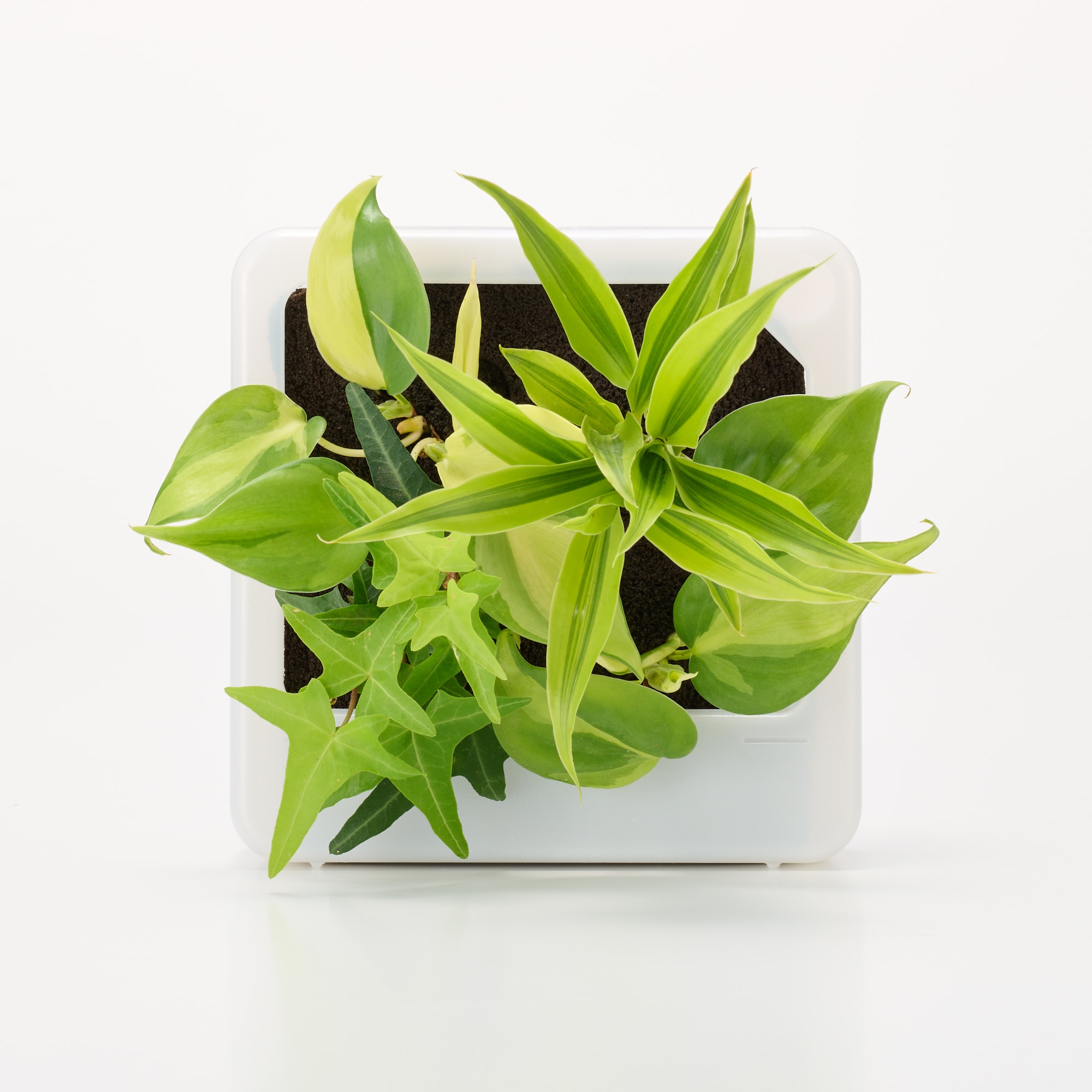 壁にかけられる観葉植物　透明　４苗　Ｅ（２５）