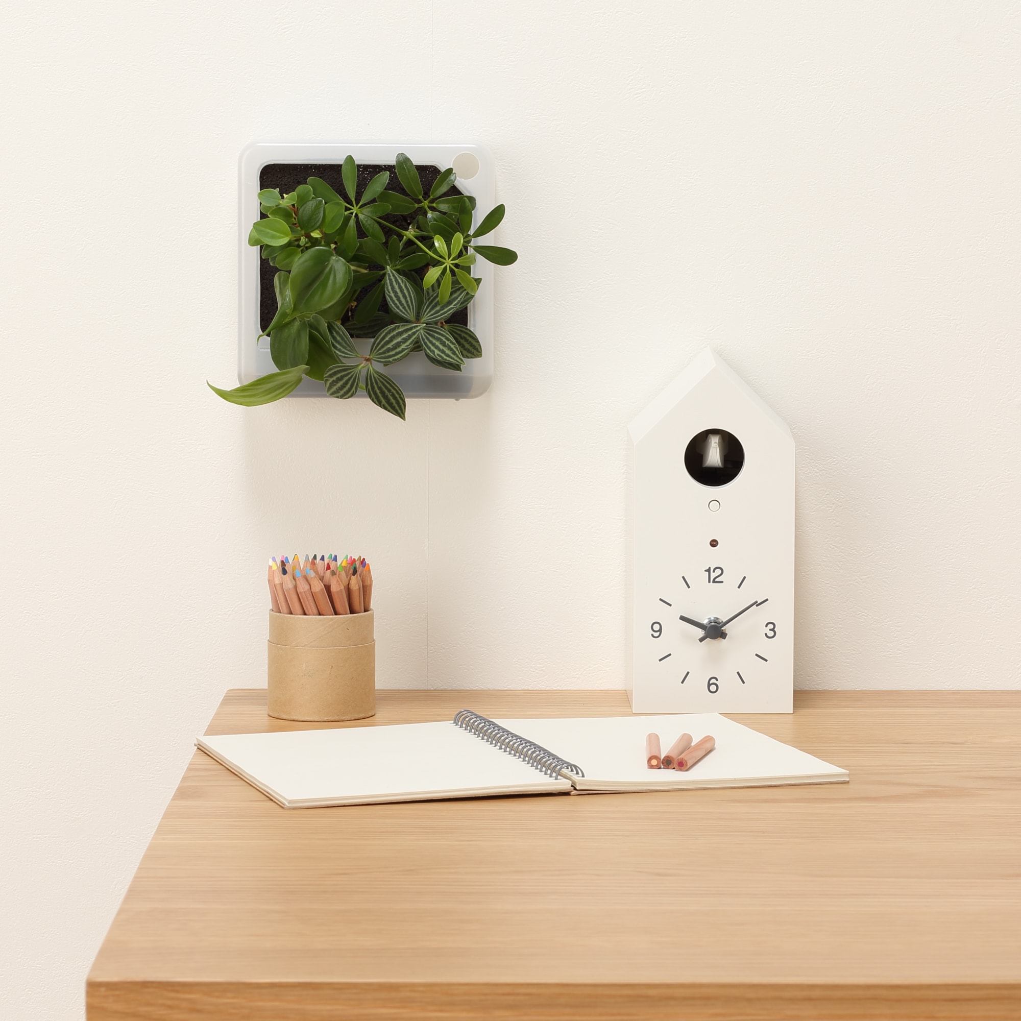 壁にかけられる観葉植物　透明　４苗　Ｆ（２５）