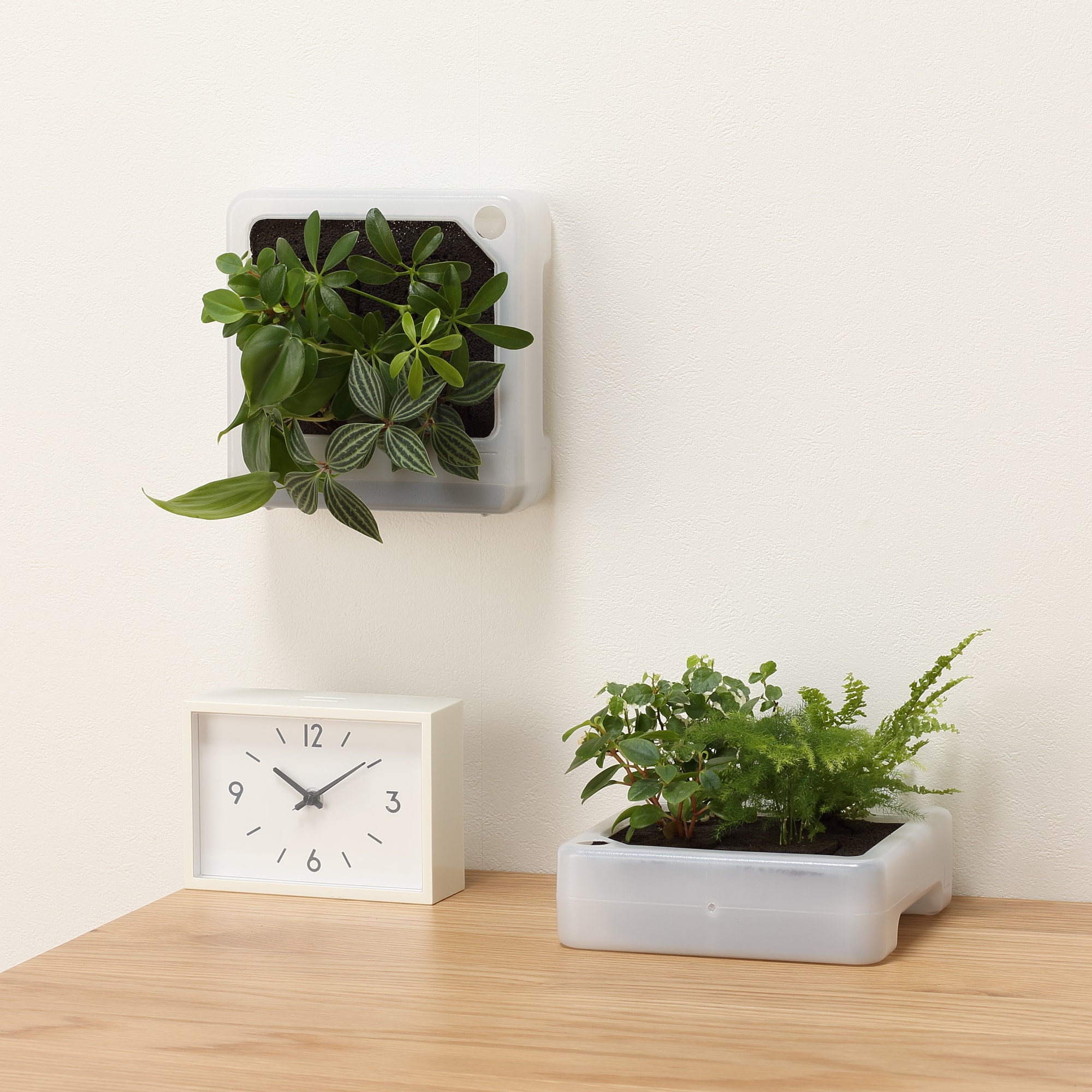 壁にかけられる観葉植物　透明　４苗　Ｆ（２５）