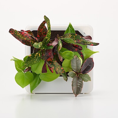 壁にかけられる観葉植物　透明　４苗　Ｆ（２５）