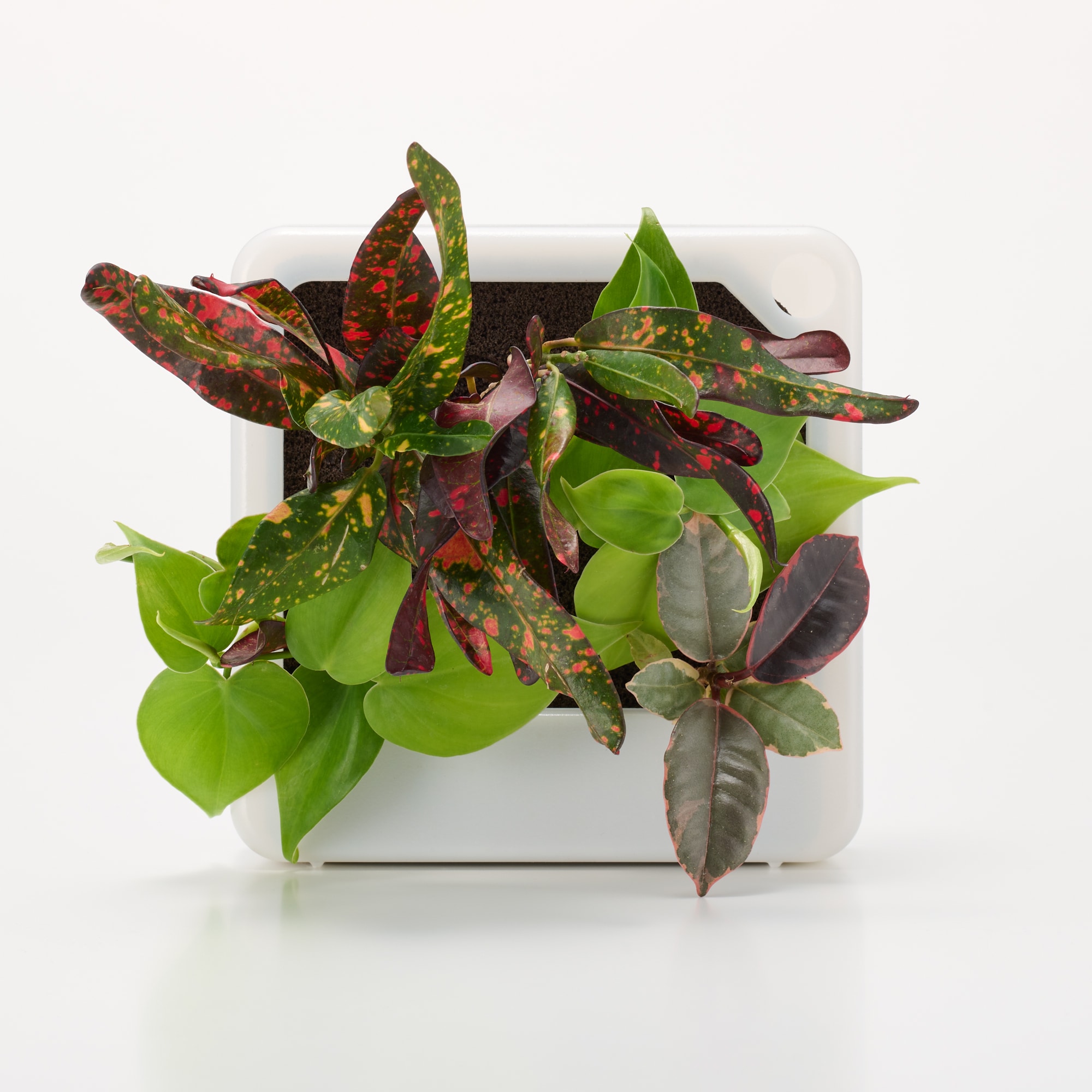 壁にかけられる観葉植物　透明　４苗　Ｆ（２５）