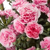 母の日　カーネーション　テーパーティー