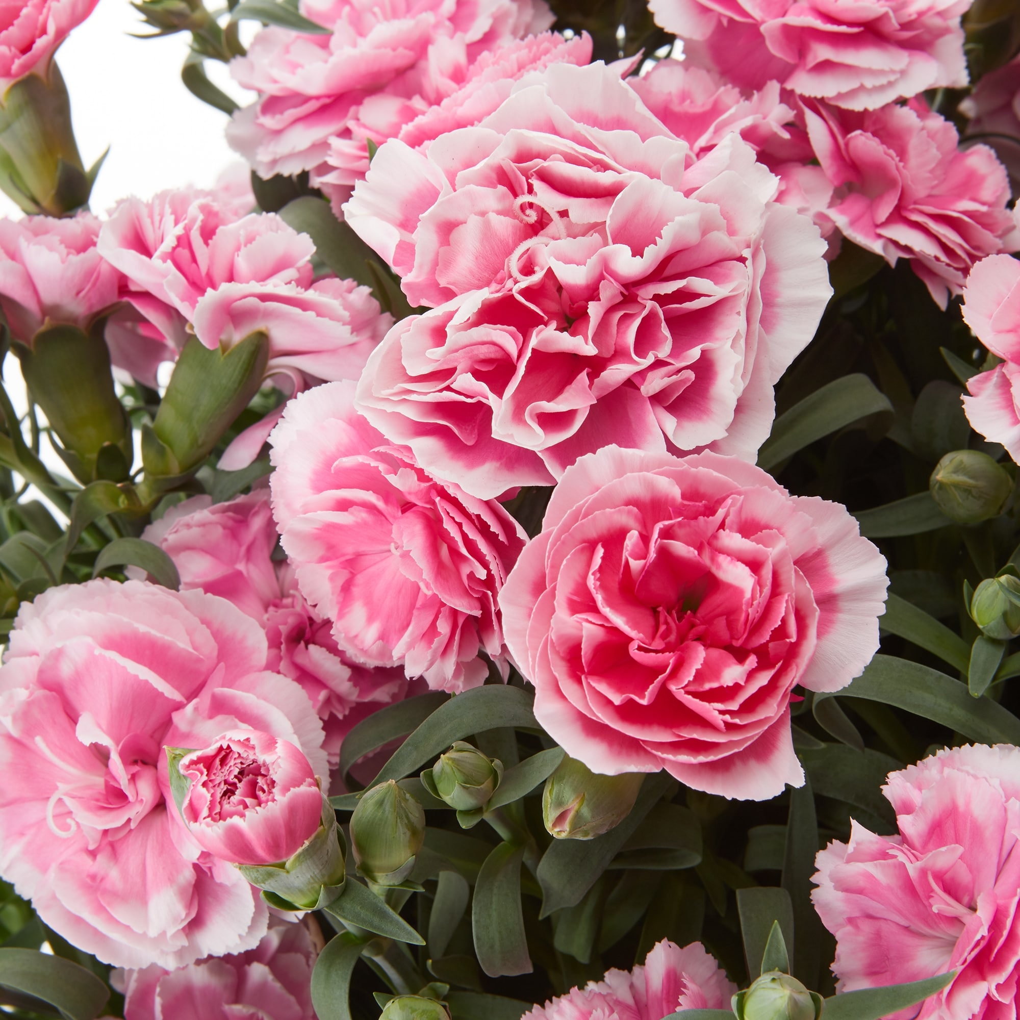 母の日　カーネーション　テーパーティー