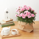 母の日　カーネーション　テーパーティー