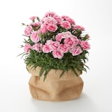 母の日　カーネーション　テーパーティー