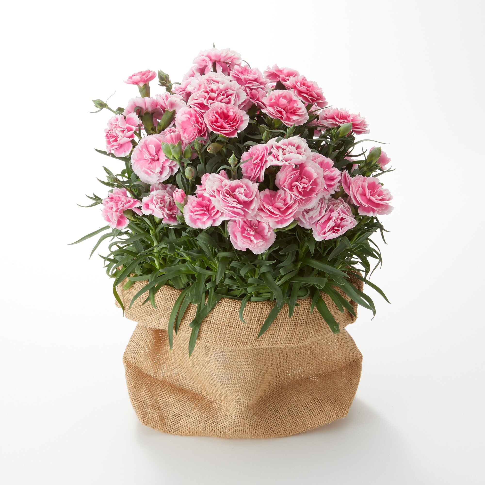 母の日　カーネーション　テーパーティー