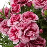 母の日　カーネーション　プラムタルト