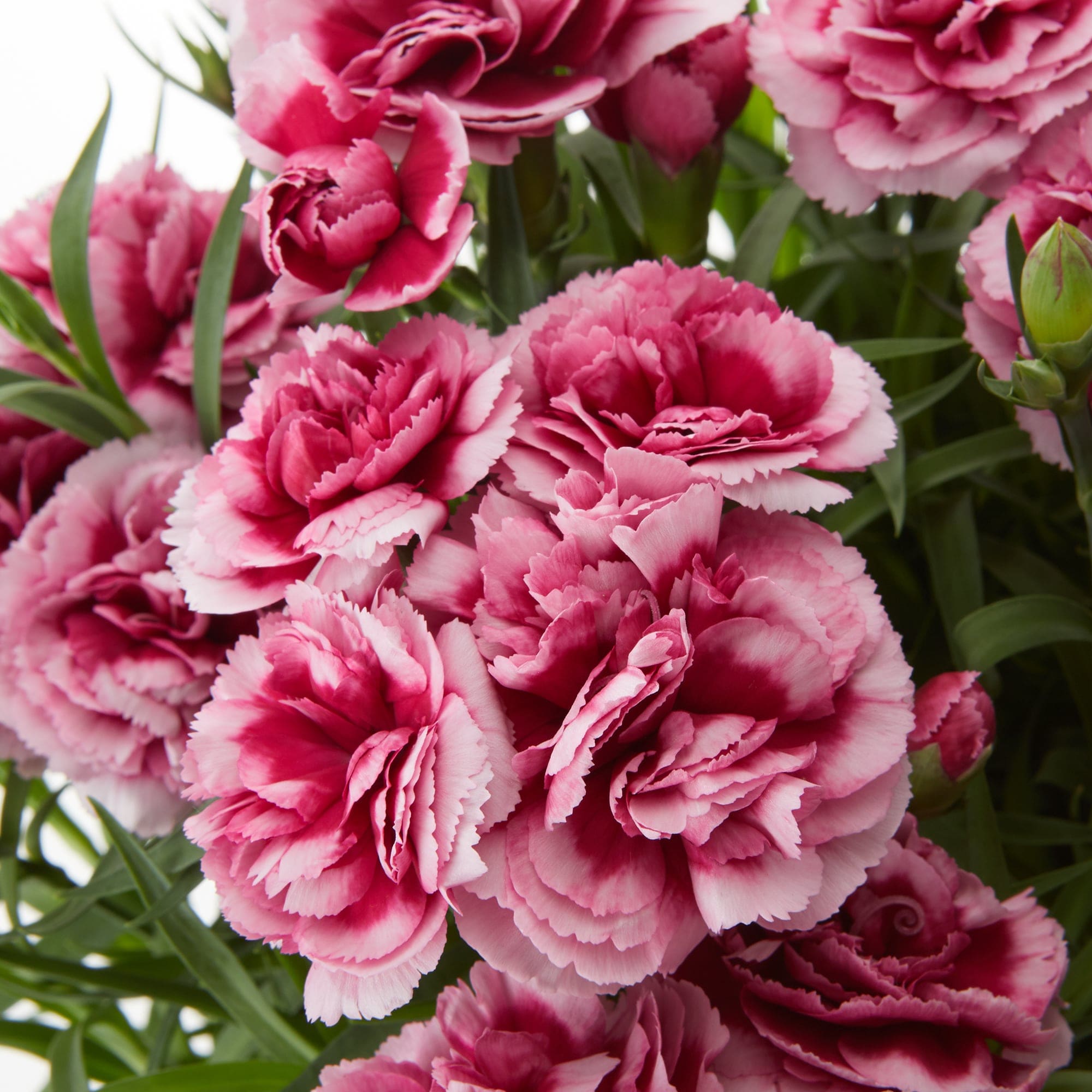 母の日　カーネーション　プラムタルト