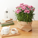 母の日　カーネーション　プラムタルト