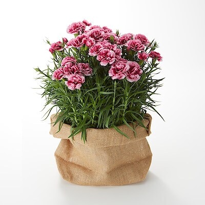 母の日　カーネーション　プラムタルト