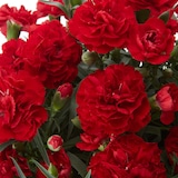 母の日　カーネーション　カンタービレ