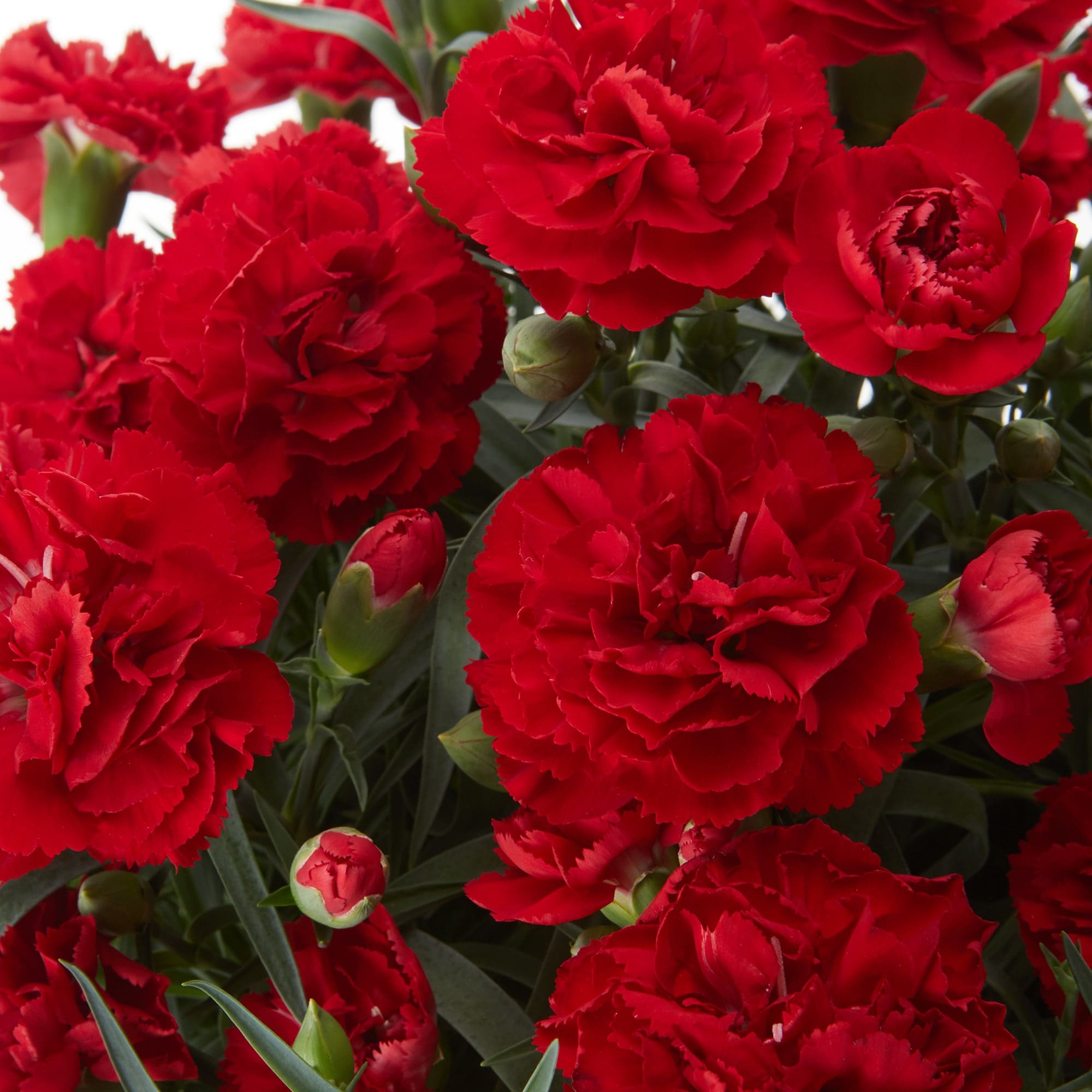 母の日　カーネーション　カンタービレ