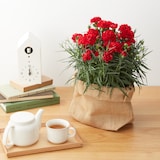 母の日　カーネーション　カンタービレ